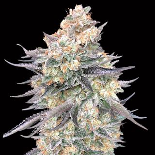 Blue Dream   3 u. fem. 00 Seeds