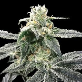 27763 - Blue Dream  3 u. fem. DNA Genetics