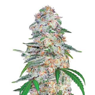 14637 - Blue Dream  5 u. fem. Nirvana