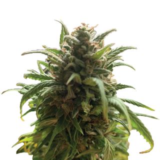 14969 - Blue Dream 10 u. reg. Nirvana