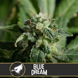 9155 - Blue Dream 3 u. fem. Blimburn Seeds