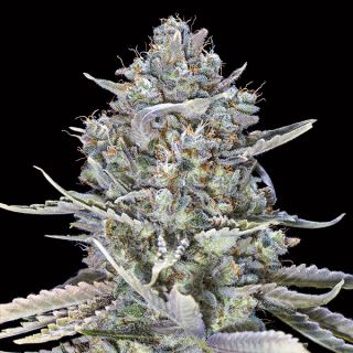 16998 - Blue Dream Fast   5 u. fem. 00 Seeds