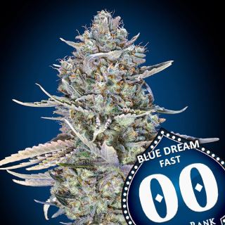 Blue Dream Fast 100 u. fem. 00 Seeds