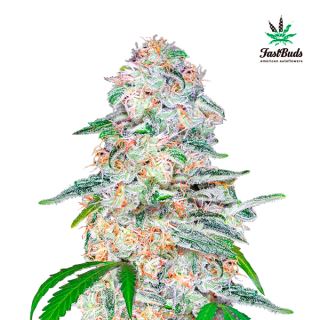 6833 - Blue Dream´matic  3 u. fem. FastBuds Seeds