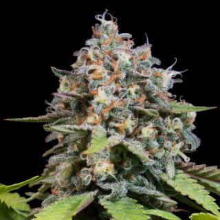 Blue Gem 10 u. fem. Paradise Seeds