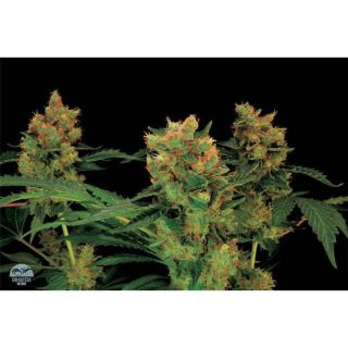3044 - Blue Hash  3 u. fem. Dinafem