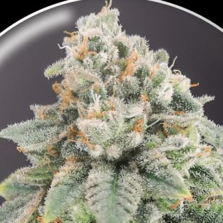 Blue Hell CBD  10 u. fem. Medical Seeds