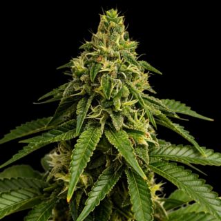 27169 - Blue Nap 3 u. fem Gratefull Seeds