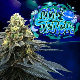 26154 - Blue Peach 3 u. fem Perfect Tree