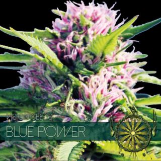 Blue Power 3 u. fem. Vision Seeds
