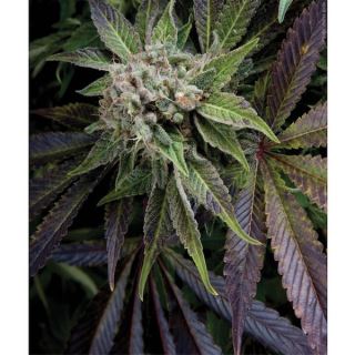 Blue Pyramid  1 u. blister x  12 u. Fem. Pyramid Seeds