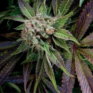 Blue Pyramid 3 u. Fem. Pyramid Seeds