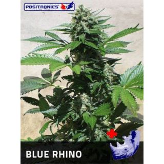3512 - Blue Rhino  1 u. fem. Positronics