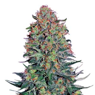 Blue Skunk 10 u. fem. Sensi Seeds