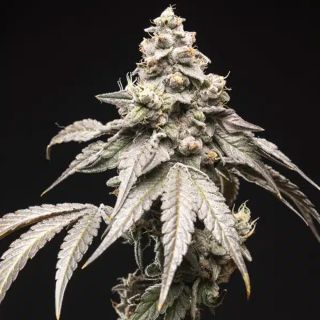 27530 - Blue Tide  5 u. fem World of Breeders