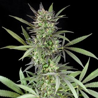 15719 - Blue Venom 5u. G13 Labs