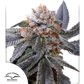 21761 - Blue Zushi   1 u. fem. Dutch Passion