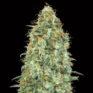 10722 - Blueberry   3 u. fem. 00 Seeds