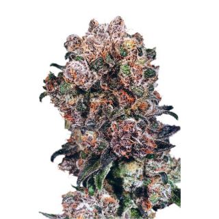 D2252 - Blueberry  5 u. fem. Dutch Passion