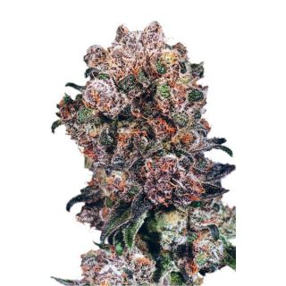 D1072 - Blueberry 10 u. fem. Dutch Passion