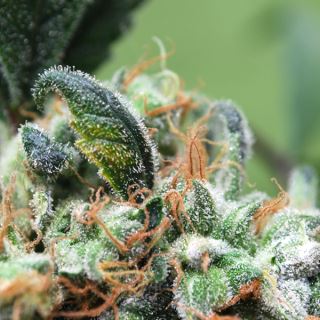 5978 - Blueberry Cheesecake 10 u. fem. Female Seeds