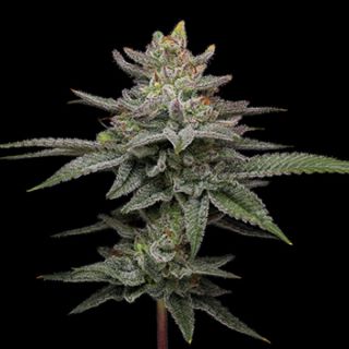 24860 - Blueberry Cupcake 3 u. fem Humbold Seeds Company