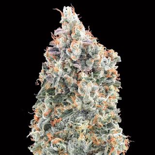 14416 - Blueberry Fast   3 u. fem. 00 Seeds