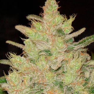 10053 - Blueberry Ghost OG  1 u. fem. Original Sensible