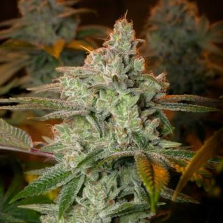 Blueberry Glue  1 u. fem. Expert Seeds