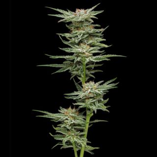 24862 - Blueberry Muffin 3 u. fem Humbold Seeds Company