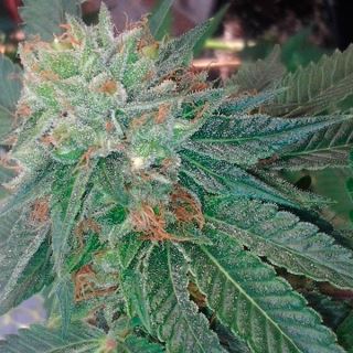 6136 - Blueberry OG  1 u. fem. Barney`s