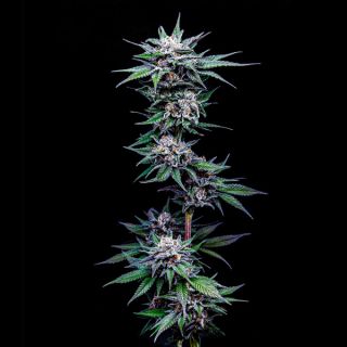 24864 - Blueberry Pancakes 3 u. fem Humbold Seeds Company