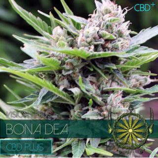 Bona Dea DBD+ 3 u. fem. Vision Seeds