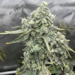 26077 - Boof Boss  6 ud. fem Elev8 Seeds