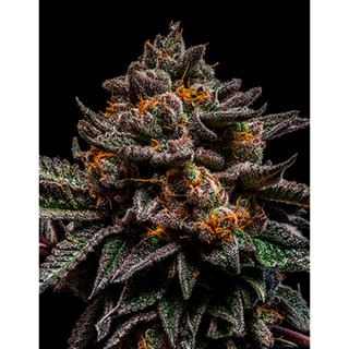 8465 - Brain Cake 1 u. fem. Ripper Seeds