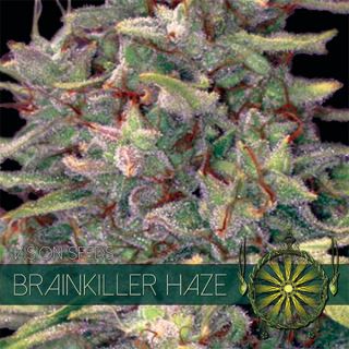 Brainkiller Haze 3 u. fem. Vision Seeds