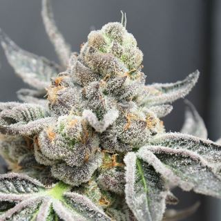 Brake Pad Breath 1 u. fem. Ripper Seeds