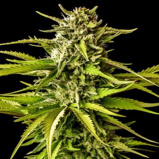 17435 - Brake-up Cake   1 u. fem. Kannabia Seeds