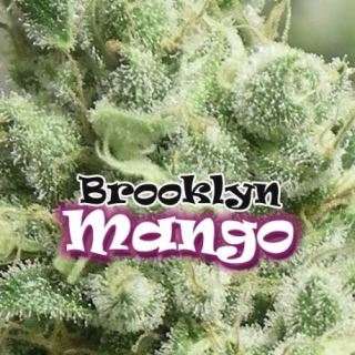 Brooklyn Mango 2 u. fem. Dr Underground