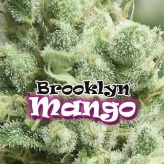 BM4 - Brooklyn Mango 4 u. fem. Dr Underground