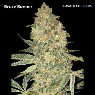Bruce Banner   3 + 1 u. fem. Advanced Seeds