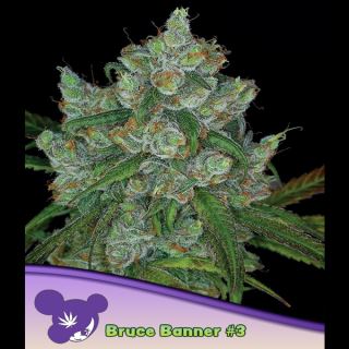 21428 - Bruce Banner #3 -  5 u. fem Anesia