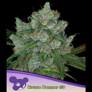 Bruce Banner #3 - 3 u. fem Anesia