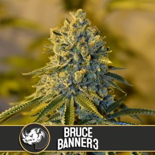 Bruce Banner #3 u. fem. Blimburn Seeds