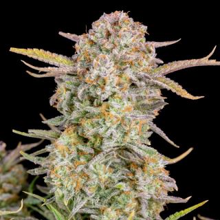 14164 - Bruce Banner Auto  1 u. fem. FastBuds Seeds