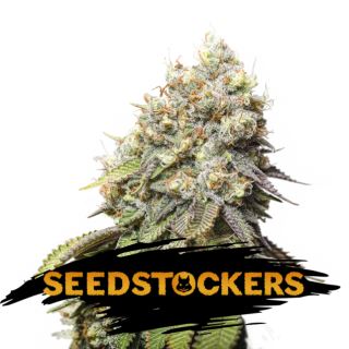 15073 - Bruce Banner fem.  1 u. Seedstockers