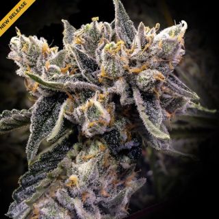 25781 - Bruised Banana  3 u. fem. DNA Genetics