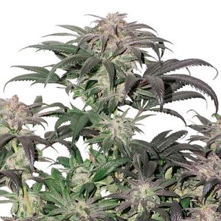 10827 - Bubba Island Kush   1 u. fem. Dutch Passion