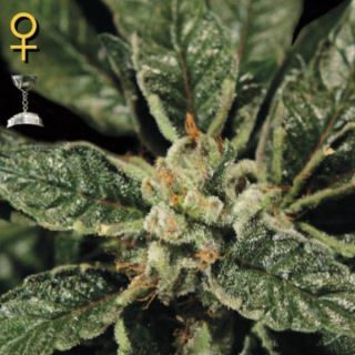 9441 - Bubba Kush  1 u. fem. Green House