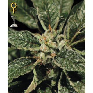 BK3GH - Bubba Kush  3 u. fem. Green House